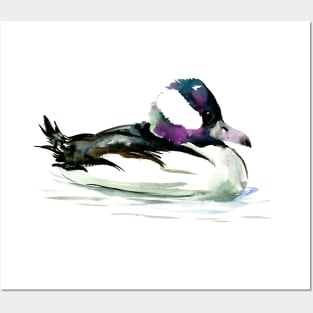 Bufflehead Duck Posters and Art